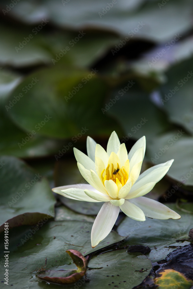 custom made wallpaper toronto digital睡蓮の花