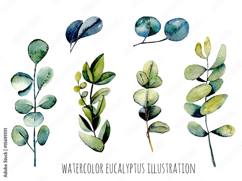 Set of Eucalyptus branches watercolor illustration, hand drawn isolated on a white background, for a greeting card, wedding or other botanical decoration Set of Eucalyptus branches watercolor illustration, hand drawn isolated on a white background, for a greeting card, wedding or other botanical decoration