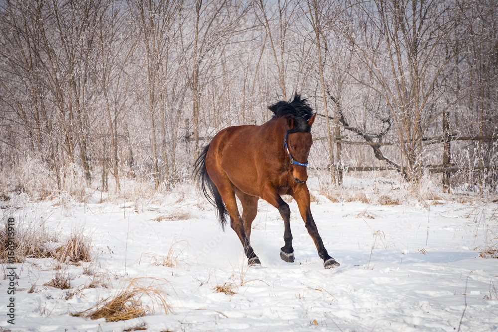 Brown horse running through a snowy pasture