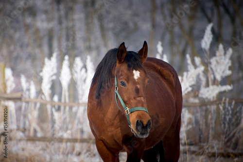 Horse at the winter walk