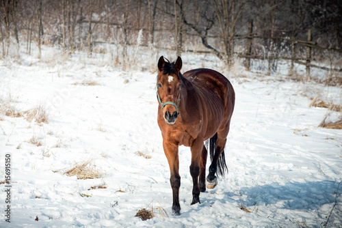 Bay horse take a walk on the snow
