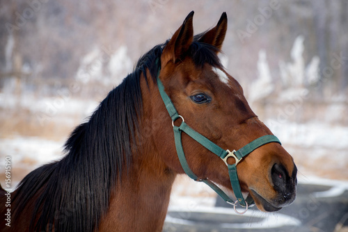 Portrait of a beautiful bay horse