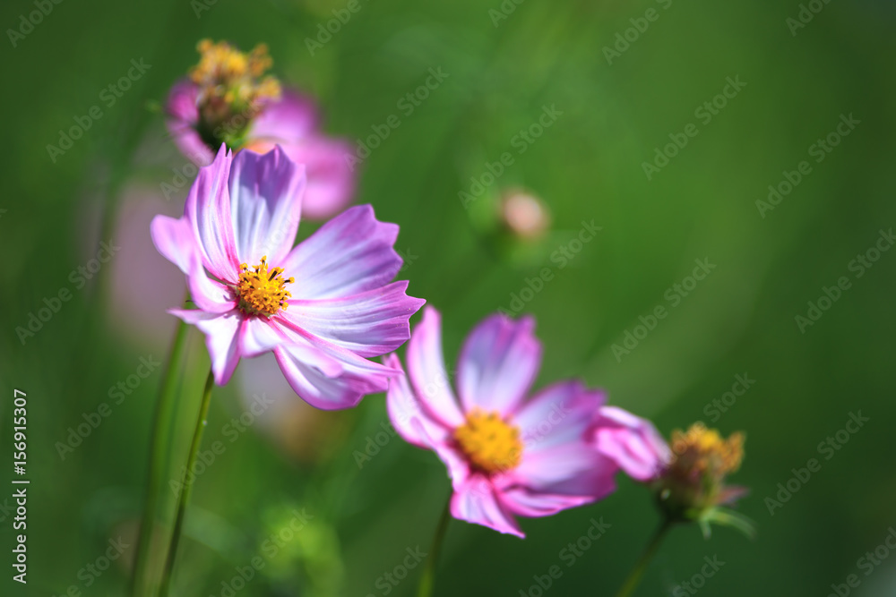 コスモスの花 コスモスの花