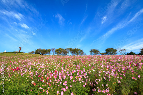 Wallpaper Mural コスモス畑＠長崎県諫早市白木峰 Torontodigital.ca