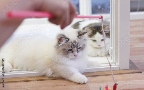 Cute Persian Munchkin cat, in white and grey color, playing a cat toy.