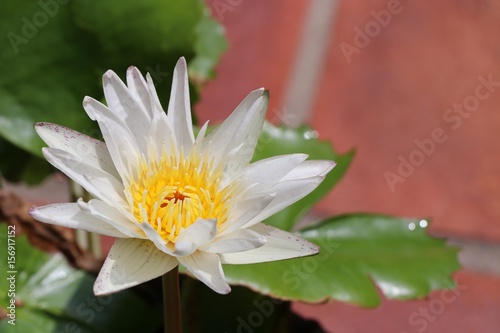 White lotus in the pond background