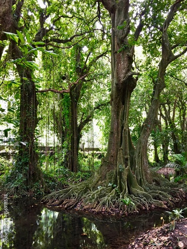 Typical tahitian trees in the Harrison Smith Botanical Garden  Tahiti  French Polynesia