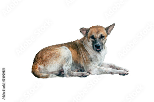 Homeless abandoned dog isolated on white background