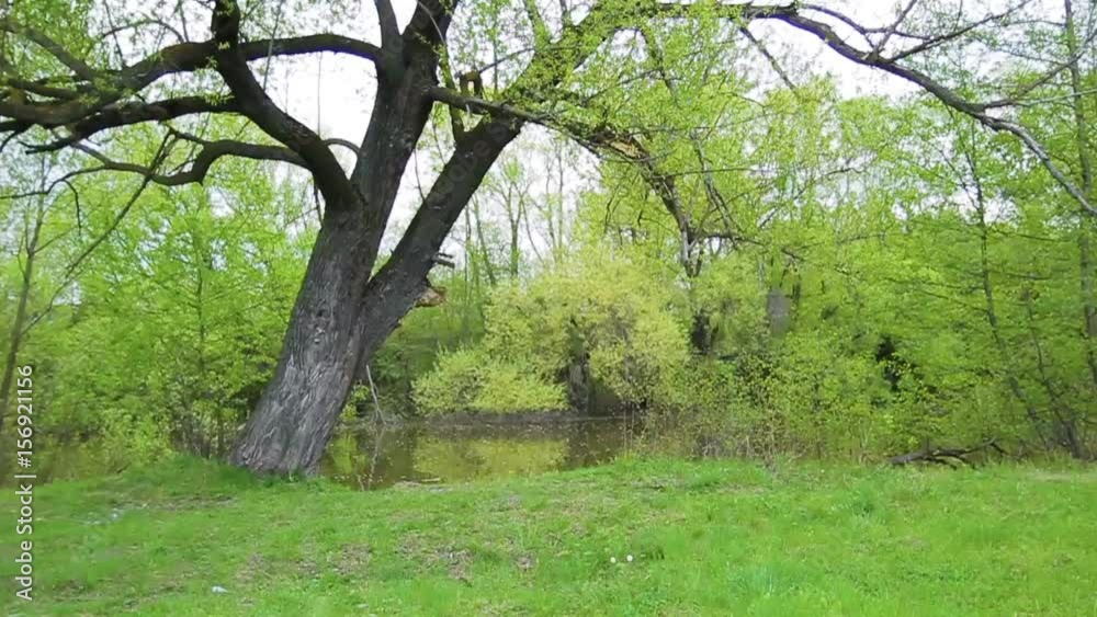 summer nature with trees and river summer nature with trees and river