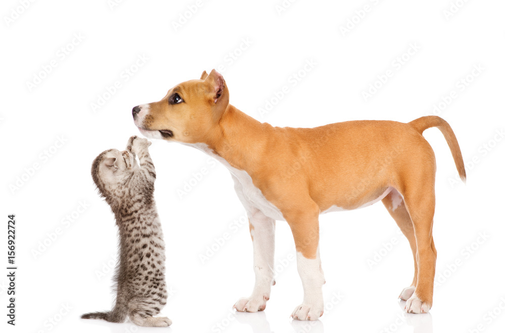 Kitten playing with stafford puppy. isolated on white background