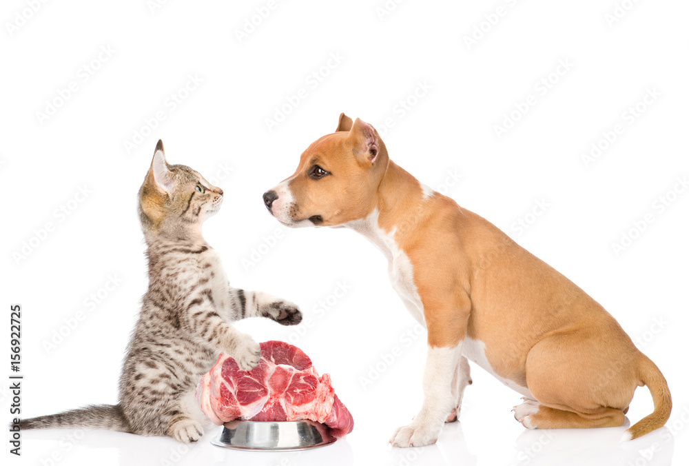 Cat protects the food from the dog. isolated on white background Cat protects the food from the dog. isolated on white background