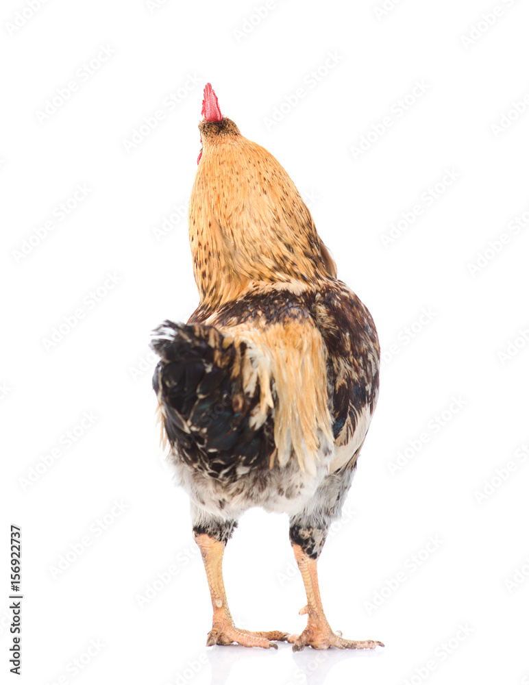 Rooster Look Back Rooster rear view. isolated on white background Stock Photo | Adobe Stock