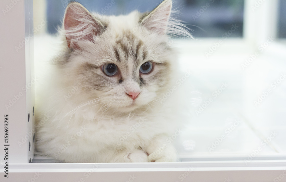udstødning sammen Samler blade Stockfoto med beskrivningen Cute Persian Munchkin cat in white and grey  color and blue eyes. | Adobe Stock