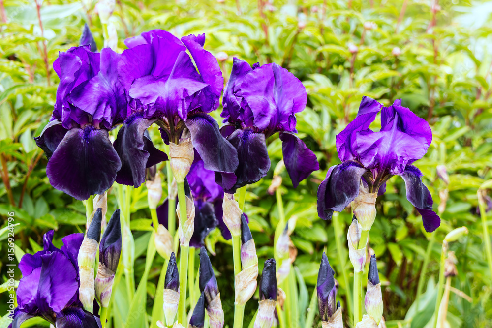 Dark purple irises in a herbaceous border. 