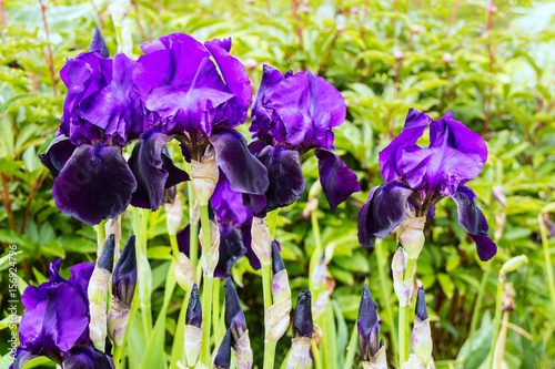 Fototapeta Naklejka Na Ścianę i Meble -  Dark purple irises in a herbaceous border. 