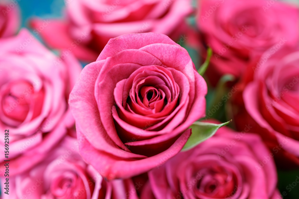 バラの花 バラの花