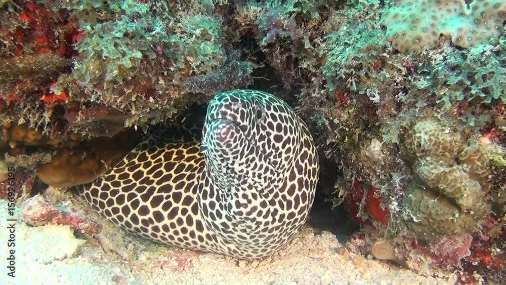 Spotted Moray Eel on background of clean clear seabed underwater in Maldives. Swimming in world of colorful wildlife of corals reefs. Abyssal relax diving. Spotted Moray Eel on background of clean clear seabed underwater in Maldives. Swimming in world of colorful wildlife of corals reefs. Abyssal relax diving.