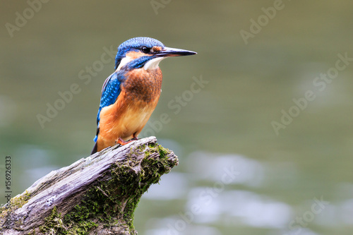 junger Eisvogel © stefan