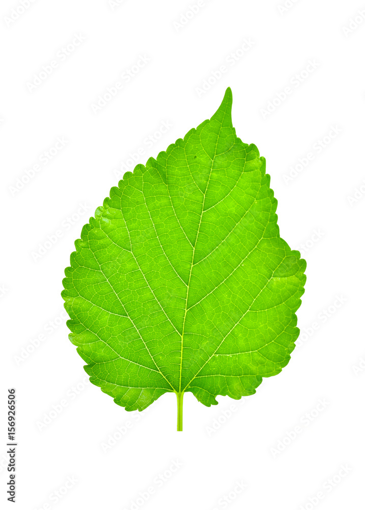 Fototapeta premium green leaf on a white background