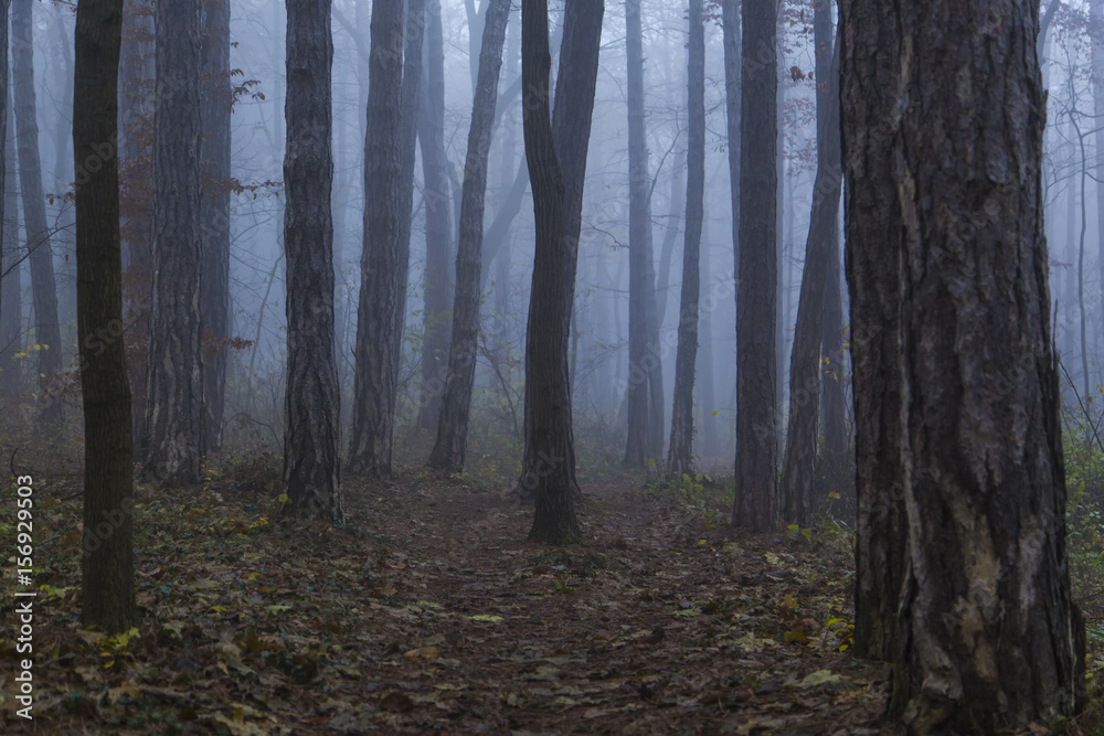 Fototapeta premium Magical foggy seasonal forest tree landscape.