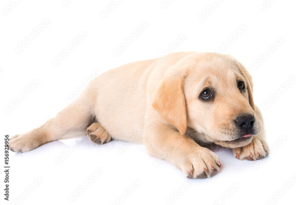 puppy labrador retriever