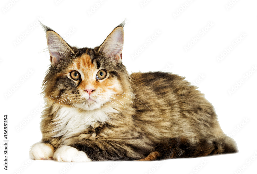 Obraz premium cat looking
