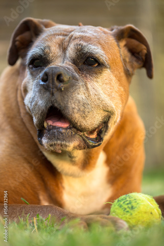 Boxer Dog With Tennis Ball