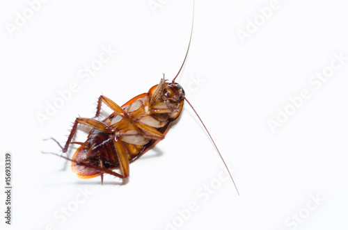 Cockroaches die dead On a white background