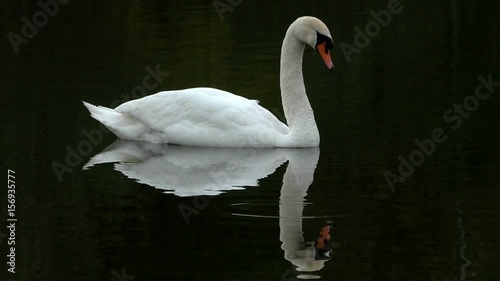 Mute swan swimming in dark water