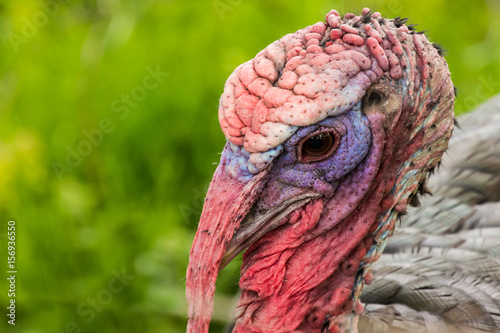 Bronze turkey gobbler colorful skin and feathers