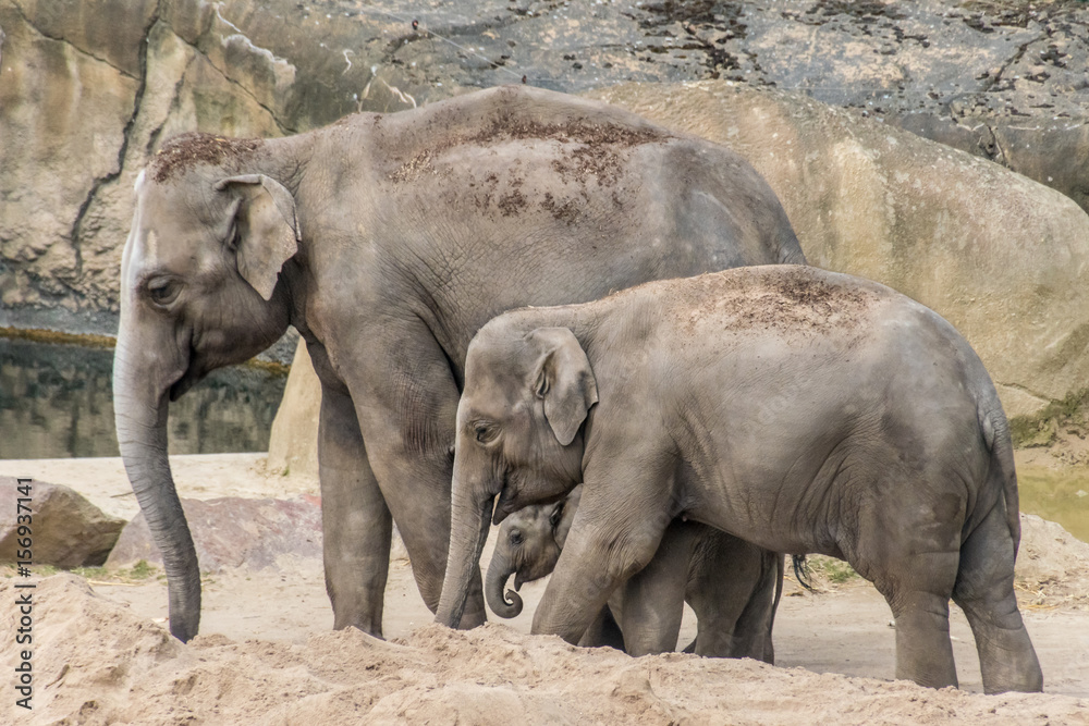 Fototapeta premium Elephant family of three grey trunk and thick skin