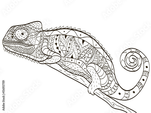 Chameleon Coloring book vector for adults