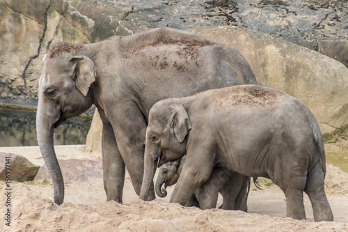 Elephant family of three grey trunk and thick skin