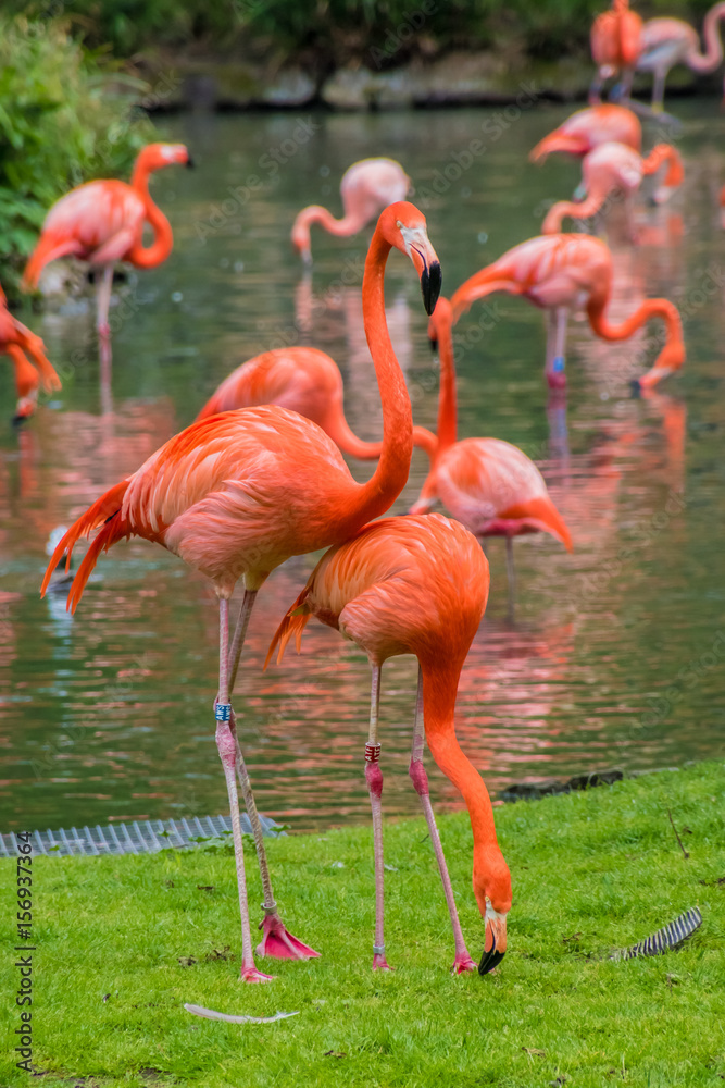 Flamingo phoenicopter red feathers standing at pont Flamingo phoenicopter red feathers standing at pont
