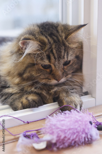 Cute brown Persian Cat playing a cat toy.