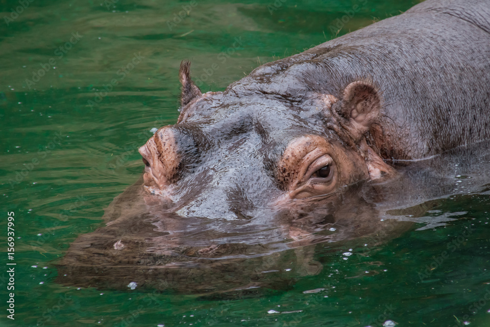 Fototapeta premium Purple skin hippo hipopotamus swimming in water