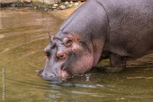 Purple skin hippo hipopotamus stepping into water