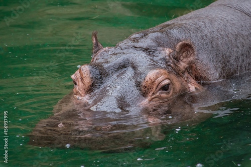 Purple skin hippo hipopotamus swimming in water