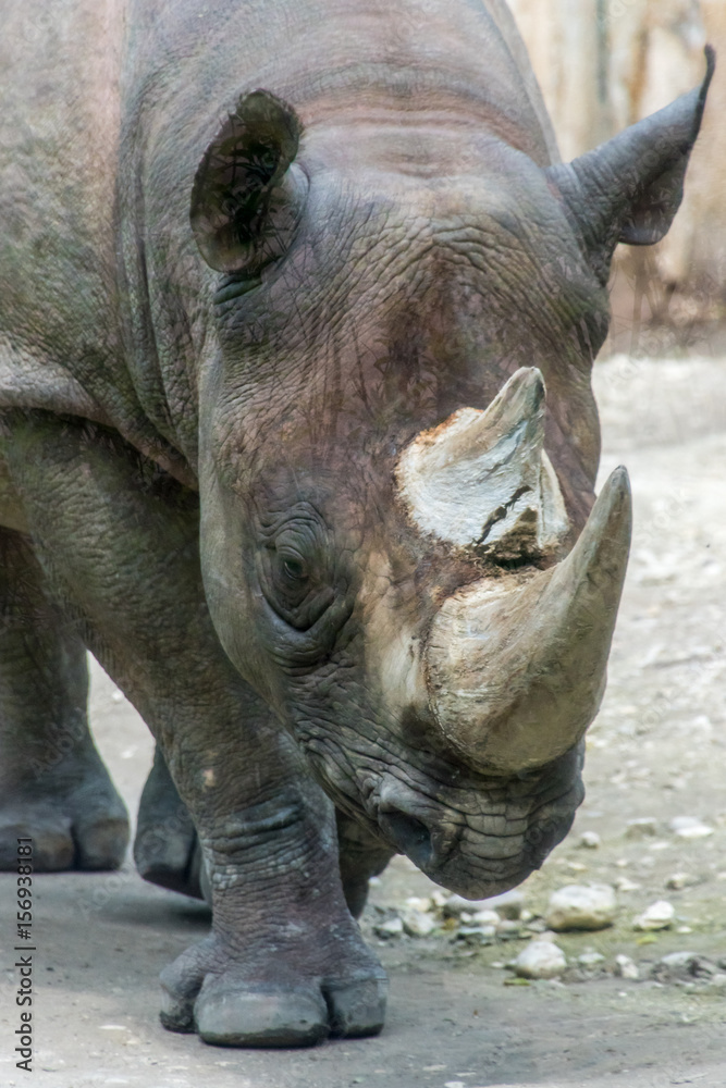 Rhino rhinoceros horn walking grey thick skin Rhino rhinoceros horn walking grey thick skin