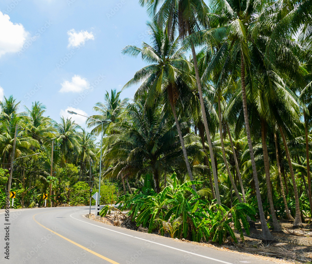 Street in the thailand jungle