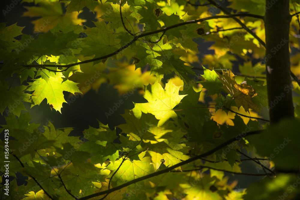 Back lit maple leaf. Back lit maple leaf.