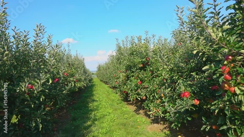 Travel along a row of green ripe apple trees