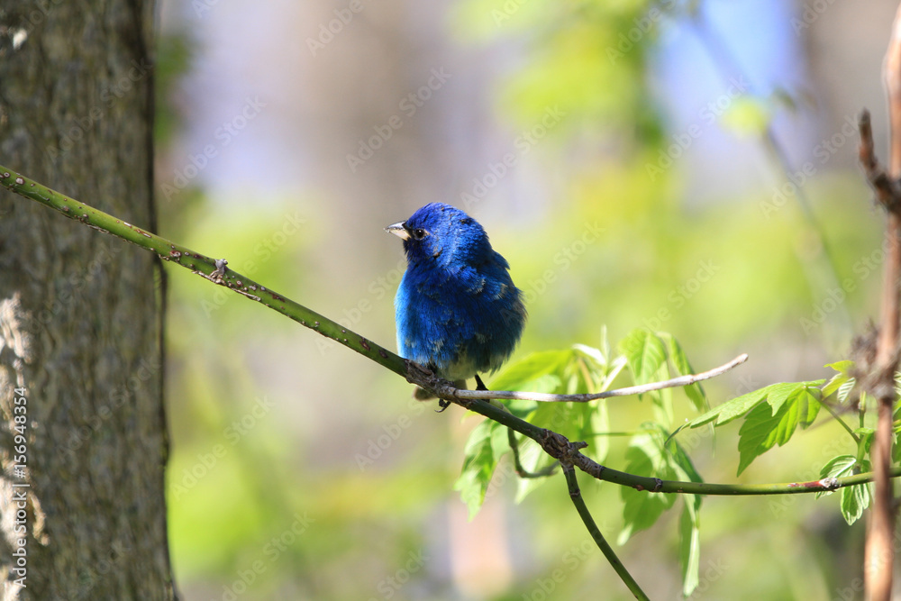 Indigo Bunting male perched on branch in early spring Indigo Bunting male perched on branch in early spring