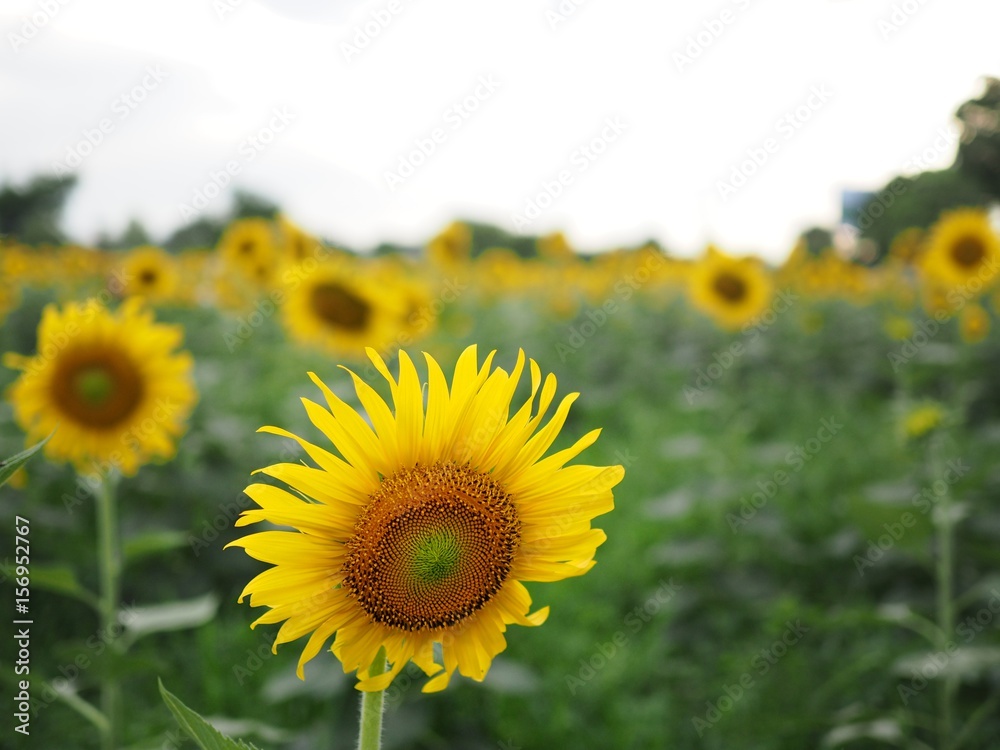 Obraz premium Sunflowers Garden 