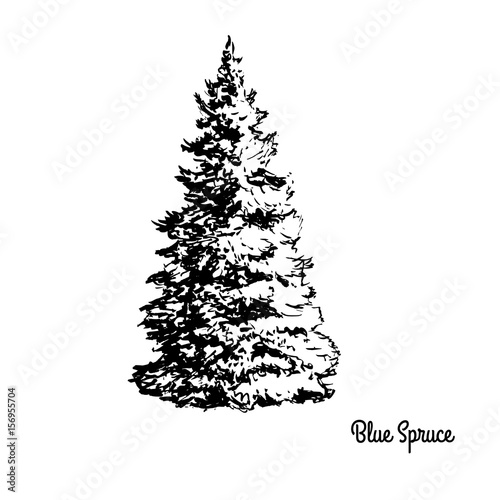 Vector sketch illustration. Black silhouette of Blue Spruce isolated on white background. Drawing of coniferous plant, Colorado and Utah state tree.