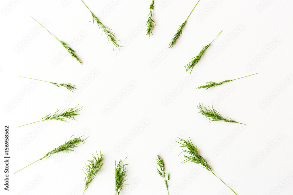 Ears of a green cereal form a pattern of a circle lying on a white background. Flat lay. Concept of healthy lifestile, summer mood. minimalistic picture of the ripening harvest. Space for the text.