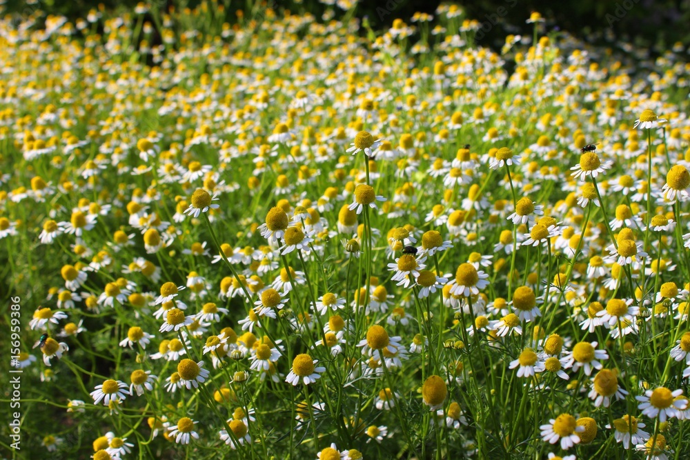 Fototapeta premium Flowering chamomiles