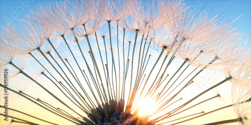 Pusteblume - Closeup im Sonnenlicht