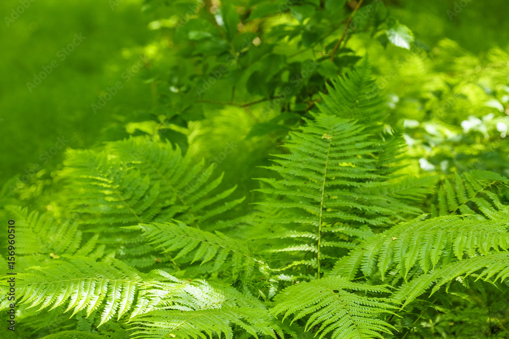 Fern leaf in a lush forest Fern leaf in a lush forest