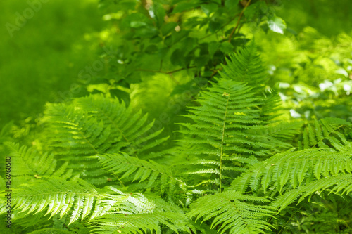Fern leaf in a lush forest